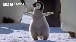 Best Penguin Moments | BBC Earth