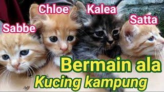 Bermain ala kucing kampung || anak kucing usia 3 minggu