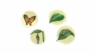 Cantata Learning Virtual Story Time Video - From Caterpillar To Butterfly