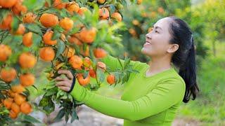 Harvest tangerines and go to the market sell | Vietnamese Harvesting