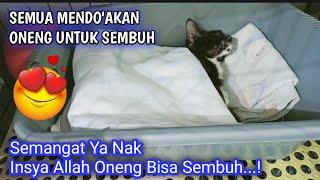 Masya Allah Terharu Sekali, Kucing Oneng Semangat Untuk Bisa Sembuh || KONDISI TERBARU KUCING ONENG