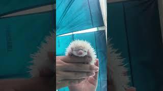 Haha you okay girl #hedgehog #animalpictures #hedgehoglife #cuteanimals #hedgehoglover