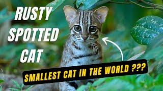 Smallest Cat In The World? | The Rusty Spotted Cat