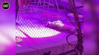 Жесткая драка тигров во время представления в цирке Кисловодска попала на видео