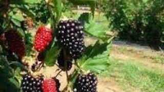 A beautiful day in Serbia (Drina river) Blackberry fields