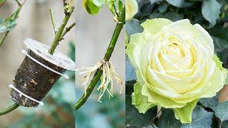 Simple But Extremely Effective Rose Cutting Tips
