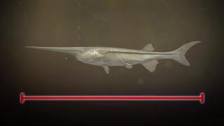Chinese paddlefish has been declared extinct
