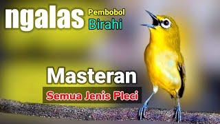 PLECI GACOR suara ngalas nembek - PANCINGAN PLECI pembobol birahi (MASTERAN) Semua jenis pleci