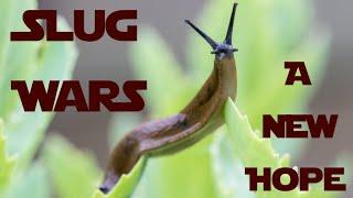 Slug Wars: A New Hope, The Battle For The Veg Heats Up