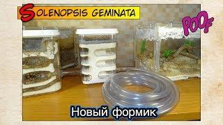 Новый формикарий у огненных муравьев ● Solenopsis geminata