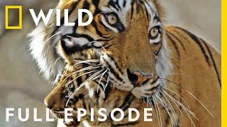 Tigress Defends Cubs Against Predators (Full Episode) | Clash of the Tigers