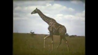 Kenya Wildlife