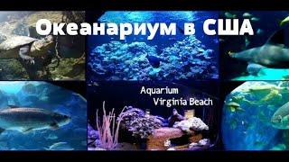 Океанариум в США Aquarium Virginia beach