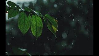 Night Storm Rain at Bustling Restaurant, Heavy Rain & Strong Winds with Thunder Sounds for Sleeping