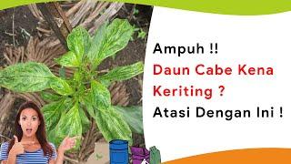 Campur Pupuk Magnesium Sulfat dengan Insektisida dan Fungisida, Atasi Daun Cabe Kuning