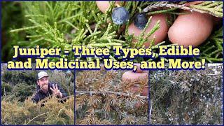 Juniper - ID Three Types of Juniper, Edible and Medicinal Uses for Juniper Berries and More!