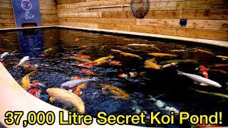 AMAZING 37,000 LITRE SECRET JAPANESE KOI POND ! With 100cm Koi Fish