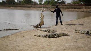 Sacred snappers: The village where crocodiles are welcome