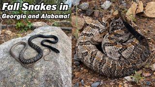 Fall Herping Has Been Crazy.....Rattlesnakes, Stunning Coachwhip, and More!