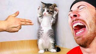 World's Funniest Cat Compilation!