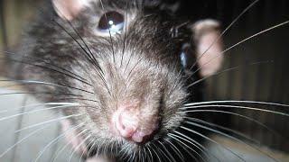 TCHT: Rats in Schools?