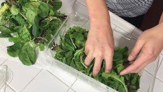 How to Keep Vegetables Fresh for more than 2 weeks