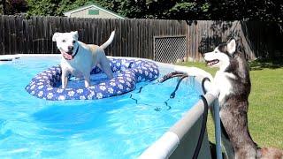 Husky Happy Her Dog Friend Came to Play in the Sun!