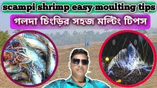 Scampi shrimp easy moulting tips ।।। গলদা চিংড়ির সহজ মাল্টিং টিপস।।। YouTube  Technical expert.