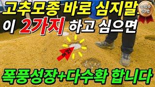 고추 모종 심기 이렇게만 심으면 뿌리 폭풍성장은 물론 조기수확과 유인이 쉬워집니다