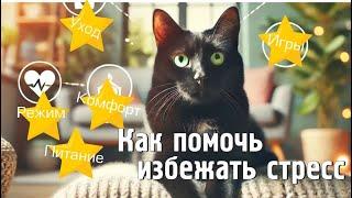 Почему кошки испытывают стресс и как вы можете помочь#blackcatmajk #stressrelief #antistress #cat