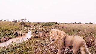 The Final Goodbye | The Lion Whisperer