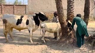 Ox And Cow Crossing ||Small cow and biggest Ox Crossing ||Complete Breeding Process