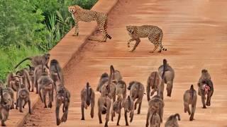 Cheetah Mom and Cub Mobbed by 50+ Baboons on Bridge