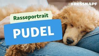 Rasseportrait: Pudel