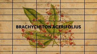 Brachychiton acerifolius - Dakota Feirer