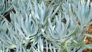 Senecio Mandraliscae Succulens Best Indoor Plants