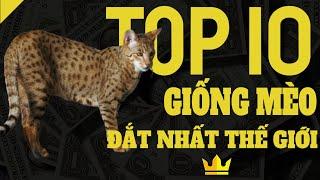 Top 10 Giống Mèo Đắt Nhất Thế Giới - Thung Lũng Thời Đại