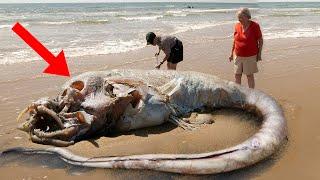 Ha Aparecido en la PLAYA y PODRÍA REESCRIBIR la HISTORIA MARINA! Top Descubrimientos asombrosos 2021