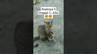 Kucing Sayang Sama Anaknya