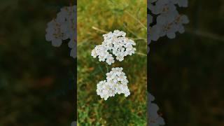 Steppe flowers-Achillea millefolium #flowers #flower #nature