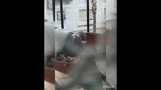 Rock Pigeon vs Carrier pigeon fight