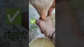 best milking method #cow #dairyfarming #buffalo#ytshorts #youtube #yt