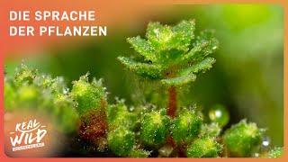 Was Pflanzen uns erzählen können: Die faszinierende Sprache der Natur | Real Wild Deutschland