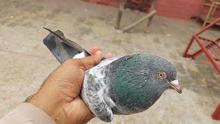 Qasori Kabootar Ka Shok | Hashim Mahmood Pigeons