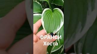 ФРАНСИ Хоста #купитьхосту #хостомания #купитьхосты