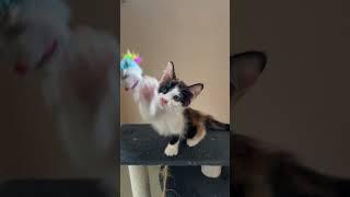 Domestic Short Hair Kitten For Adoption - 2 Months, Heidi from Cheras, Kuala Lumpur