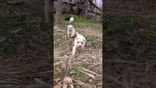 adorable puppies #petfun #doglover  #puppyfunnyvideo