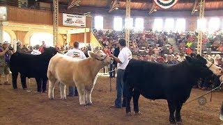 4-H Grand Champion Steer