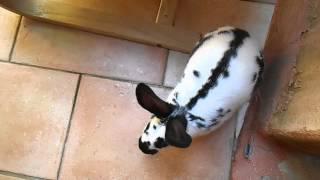 lapin geant papillon français de 6 mois