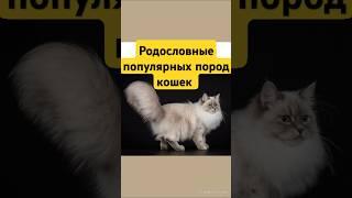 Родословные популярных  пород кошек #кисаикотя #настроение #коты